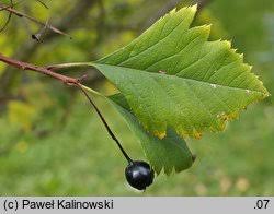Attēlu rezultāti vaicājumam “Crataegus chlorosarca”