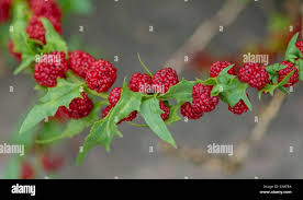 Attēlu rezultāti vaicājumam “Chenopodium foliosum fruit”