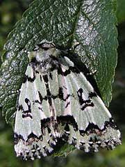 Attēlu rezultāti vaicājumam “Moma alpium”