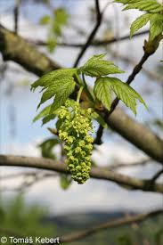 Attēlu rezultāti vaicājumam “Acer pseudoplatanus fo. purpurascens flower”