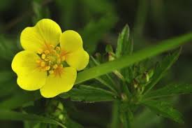 Attēlu rezultāti vaicājumam “Potentilla erecta flower”