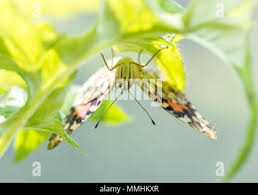 Attēlu rezultāti vaicājumam “Vanessa cardui underside”