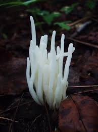 Attēlu rezultāti vaicājumam “Clavaria sphagnicola”