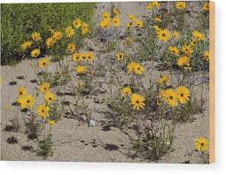 Image result for Dimorphotheca sinuata