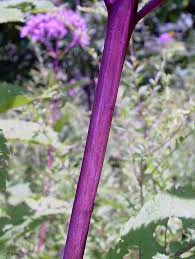 Attēlu rezultāti vaicājumam “Physarum pezizoideum stalked”