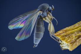 Attēlu rezultāti vaicājumam “Sciaridae”