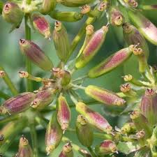 Attēlu rezultāti vaicājumam “Chaerophyllum aromaticum flower”