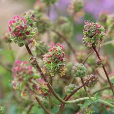 Image result for Sanguisorba minor