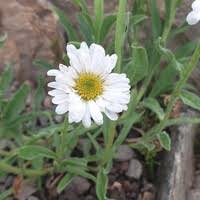 Attēlu rezultāti vaicājumam “Silene tatarica”