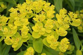 Attēlu rezultāti vaicājumam “Euphorbia palustris fruit”