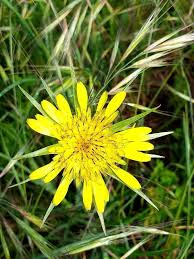 Attēlu rezultāti vaicājumam “Didymium xanthopus stalked”