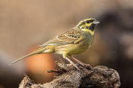 Image result for Emberiza cirlus