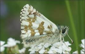 Attēlu rezultāti vaicājumam “Pyrgus alveus”