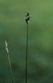 Attēlu rezultāti vaicājumam “Carex loliacea”