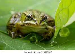 Attēlu rezultāti vaicājumam “Pelophylax juvenile”