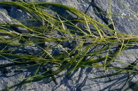 Attēlu rezultāti vaicājumam “Stuckenia filiformis bud”