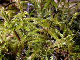 Attēlu rezultāti vaicājumam “Climacium dendroides”