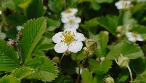Attēlu rezultāti vaicājumam “Fragaria viridis flower”