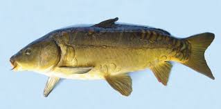 Image result for Cyprinus carpio
