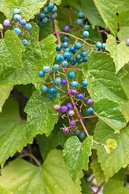 Attēlu rezultāti vaicājumam “Ampelopsis glandulosa var. brevipedunculata”