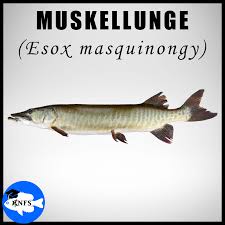 Image result for Esox masquinongy