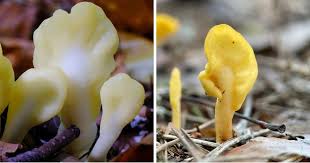 Attēlu rezultāti vaicājumam “Spathularia flavida”