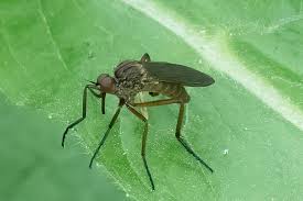 Attēlu rezultāti vaicājumam “Empis sp.”