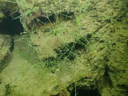 Attēlu rezultāti vaicājumam “Nitella sp.”