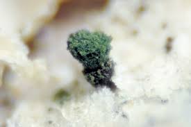 Attēlu rezultāti vaicājumam “Microcalicium disseminatum”