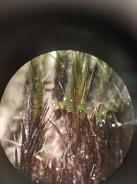 Attēlu rezultāti vaicājumam “Gymnocolea inflata”