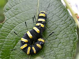 Attēlu rezultāti vaicājumam “Acronicta alni larva”