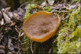 Attēlu rezultāti vaicājumam “Discina perlata”