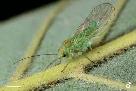 Attēlu rezultāti vaicājumam “Psylla alni”