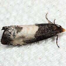 Attēlu rezultāti vaicājumam “Notocelia cynosbatella”