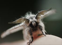 Attēlu rezultāti vaicājumam “Cerura vinula imago”