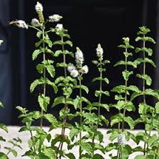 Attēlu rezultāti vaicājumam “Mentha spicata leaf”