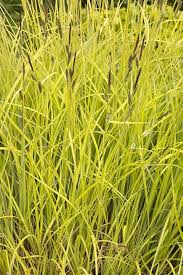 Attēlu rezultāti vaicājumam “Carex elata”