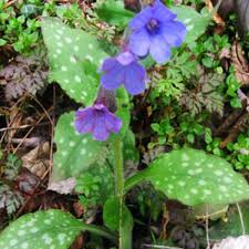 Image result for Lungenkraut