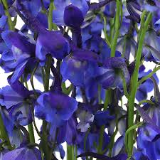 Image result for Delphinium