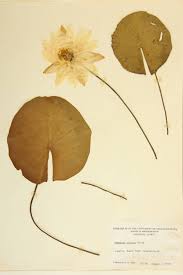 Attēlu rezultāti vaicājumam “Nymphaeaceae”