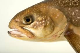 Image result for Salvelinus alpinus
