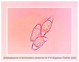 Attēlu rezultāti vaicājumam “Milesina murariae”