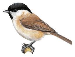 Attēlu rezultāti vaicājumam “Poecile palustris adult”