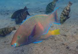 Image result for Scarus fuscopurpureus