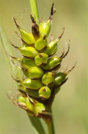 Attēlu rezultāti vaicājumam “Carex hostiana”