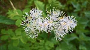 Attēlu rezultāti vaicājumam “Thalictrum aquilegifolium leaf”