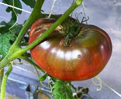 Afbeeldingsresultaat voor dark purple beefsteak tomato