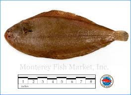 Image result for Solea solea