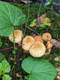 Attēlu rezultāti vaicājumam “Pholiota squarrosoides”