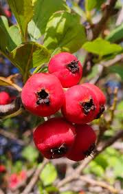 Attēlu rezultāti vaicājumam “Crataegus x macrocarpa fruit”